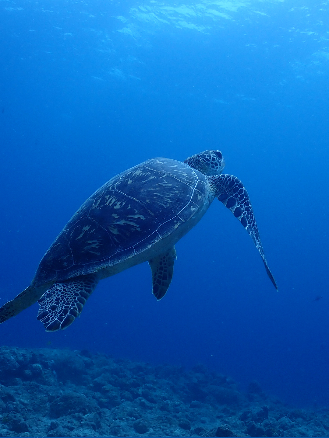 [Snorkeling] Half-Day Nagomi Bay Sea Turtle Snorkeling